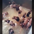 Penzionerka živi sa 50 pacova u kući: Čuva ih, obožava i naziva "bebama" a ono što radi sa njima nije za svačiji želudac