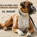 Izložba pasa rase nemački bokser pasa u nedelju na Ergeli Kelebija