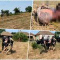 Dramatično hapšenje opasnog begunca u Beogradu! Pokušao da pobegne, policajci ga stigli i bacili na zemlju - pogledajte! Evo…