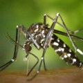 Komarac prenosilac denge i zika prvi put pronađen u Britaniji