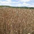 Zbog čestih kiša, počele da se razvijaju razne bolesti na rodu pšenice što će smanjiti prinos i kvalitet zrna u Srbiji