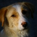 Azil za pse u Novom Pazaru ostaje "na čekanju": Sredstva koja je trebalo da se ulože vraćaju se ministarstvu
