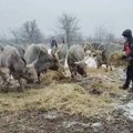 Pripadnici MUP zarobljenim životinjama na Krčedinskoj adi odneli hranu (FOTO)
