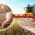 Duguju milione za pšenicu poljoprivrednicima: Plaćaju im mašinama, ratari prinuđeni da prihvate “daj šta daš”