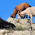 Rešena misterija dugogodišnjeg nestajanja planinskih koza na Aljasci