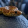 Zmija u avionu odložila let u Australiji /foto/