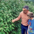 Nikad kraća berba maline