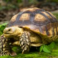Neverovatno otkriće: Kornjače bi mogle da budu ključ za pronalaženje leka protiv raka: Ovo ih čini posebnim