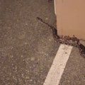 Drama u Zagrebu Muškarac naleteo na kraljevskog pitona! (VIDEO)