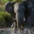 Slon ubio Balkanca na safariju! Krenuo sa ženom u šetnju, kad je džin izleteo iz džungle