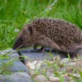 Prizor koji topi srca: Mama jež i njenih pet ježića u prolećnoj šetnji kroz Bajinu Baštu