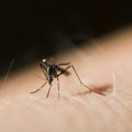 Registrovana prva dva slučaja obolevanja od groznice Zapadnog Nila u Srbiji ove godine: Batut izdao preporuke za zaštitu