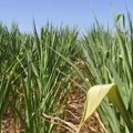 Србија се суши, а најгоре тек следи! РХМЗ издао хитно упозорење и опасно је за месеце које следе