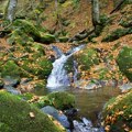 Kamera na Goliji uhvatila prizor koji se retko viđa: Najlepši lovac naših šuma sve češće izlazi iz senke (FOTO)