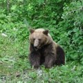 Približio se gradu kao nikada do sada: Medved se šetka u blizini Zagreba, lovci prate njegovo kretanje
