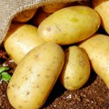 Zabranjen uvoz 43,3 tone krompira iz Austrije u Republiku Srpsku
