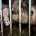 Zbog afričke kuge u Bosni pobijeno gotovo 1.000 svinja: Ministar umiruje javnost "Pronađena je lokacija, nema novih…