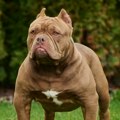 Овај пас је забрањен у Британији након фаталних напада: Како разликовати америчког булија од његових рођака