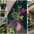 Ovo cveće preživljava najveće vrućine Jednom ga posadite i održava se samo narednih 10 godina idealno za terasu ili baštu