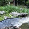 Borba trajala 50 minuta, a kada ga je izvadio iz vode, pobeleo je - ovako izgleda pravi rečni monstrum od 2, 70 metara (foto)