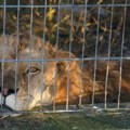 Spaseni lav i medved iz zatočeništva u Albaniji našli dom u Nemačkoj