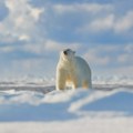 Polarni medved na leđima kita: Neverovatna slika koja je obišla svet (FOTO)