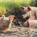Srbija obezbedila 250.000 litara dezinfekcionih sredstava zbog afričke kuge svinja