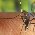 Komarce suzbijaju 10. i 11. avgusta