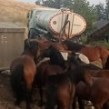 Napojeno krdo: Obezbeđena voda za poludivlje konje na Stolovima