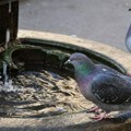 Stanovnici nemačkog grada glasali za to da se ubiju svi golubovi