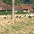 Nestvaran prizor oduševio meštane sela kod Topole: Vesnici proleća simbolišu berićetnu i dobru godinu (foto)