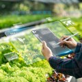 Покрећемо конкурс за најбољег младог пољопривредника 2025: Да се чује глас нове генерације