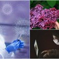 Nos vas možda laže Ako nema jasnih simptoma, to ne znači da koronavirus nije oštetio čulo mirisa pogledajte šta kažu…