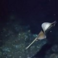 Ronilac u panici odmah objavio snimak na koji ni nauka nema odgovor - na 200 metara dubine snimljena misteriozna riba