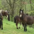 Konji sišli u selo Meljanica i u pojedinim domaćinstvima načinili štetu: "Dolazili su gore kući, mene je strah"