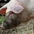 Skupštinski odbor: Afrička kuga u Srbiji potvrđena na 496 gazdinstava, eutanazirano 10.515 svinja