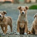 Ministarstvo poljoprivrede: Javna rasprava o Nacrtu zakona o dobrobiti životinja do 10. avgusta