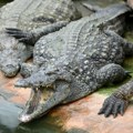 Krokodil ga sat vremena držao u čeljustima, nije mogao ni da vrišti: "Nisam uradio ništa loše"