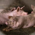 Pojavila se zarazna bolest afrička kuga svinja u Crnoj Bari