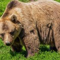 Medvedi su postali redovni posetioci sela Severne Makedonije