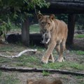 Životinje se više plaše ljudskih glasova, nego rike lavova