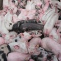 Registrovan prvi slučaj afričke kuge: Bolesti još nema kod domaćih životinja, krizne mere čekaju četvrtak