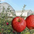 Srpske jabuke stigle do indije pa će i do kine: Nova tržišta šansa za razvoj voćarstva