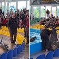 Delfin iskočio iz bazena tokom nastupa: Publika mu odmah pritekla u pomoć, sve je snimljeno