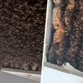 Unuci se žalili da noću čuju zujanje, a onda je usledio šok: U plafonu su pronašli 180.000 pčela
