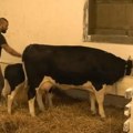 Sa farme 8 ponovo stižu urnebesni snimci! Učesnik pokušao da pomuze kravu, a ona izvršila nuždu tik pored njega (video)