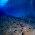Važno otkriće na dnu Južnog okeana