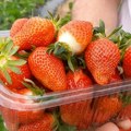 Veće subvencije za voćare: Jagode ušle u sistem podsticaja, maksimum povećan na 5 miliona dinara