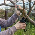 Zlatno pravilo orezivanja jabuka: Jedna greška može da vas košta roda u naredne dve godine
