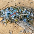 Nekad je bila biser Crnog mora, a danas je turisti zaobilaze: Plaže zarasle u korov, prizori šokiraju goste